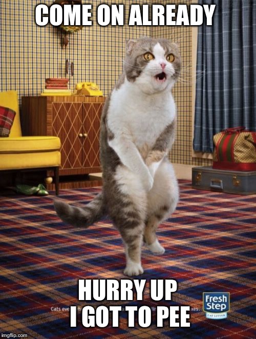 Gotta Go Cat | COME ON ALREADY; HURRY UP I GOT TO PEE | image tagged in memes,gotta go cat | made w/ Imgflip meme maker