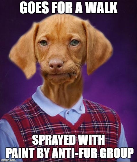 Shoutout to Dashhopes for the template! | GOES FOR A WALK; SPRAYED WITH PAINT BY ANTI-FUR GROUP | image tagged in bad luck raydog,memes | made w/ Imgflip meme maker