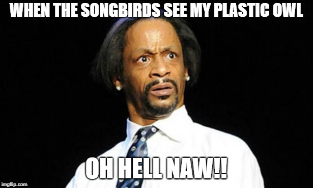 oh hell naw | WHEN THE SONGBIRDS SEE MY PLASTIC OWL; OH HELL NAW!! | image tagged in oh hell naw | made w/ Imgflip meme maker