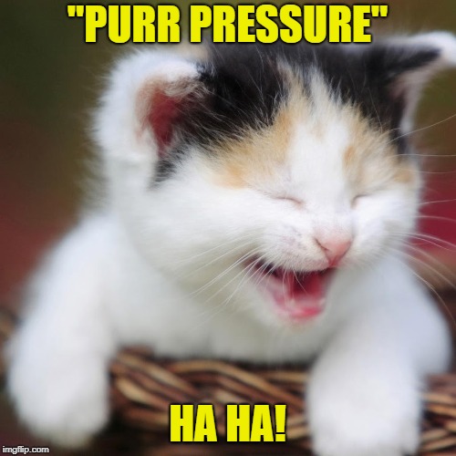 "PURR PRESSURE" HA HA! | made w/ Imgflip meme maker