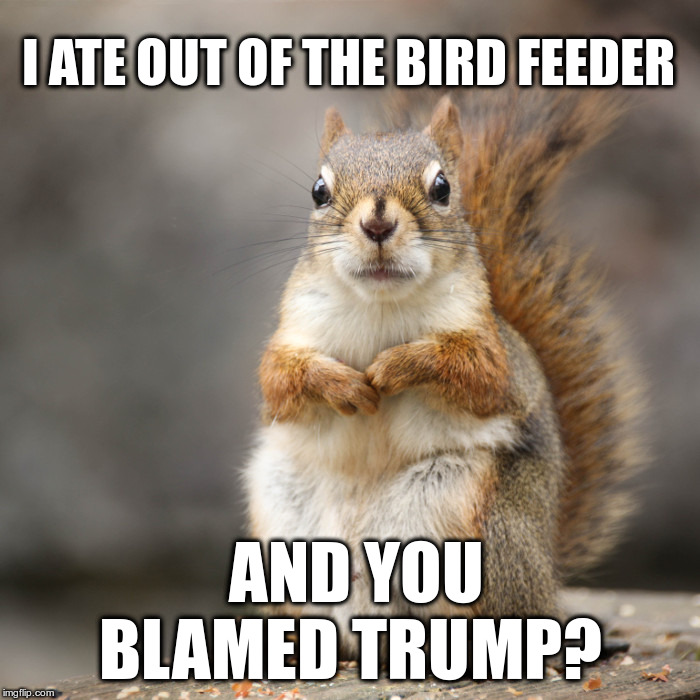 Rush to Judgement | I ATE OUT OF THE BIRD FEEDER; AND YOU BLAMED TRUMP? | image tagged in donald trump,questioning squirrel,squirrels and nuts,rush to judgement,personal responsibility | made w/ Imgflip meme maker