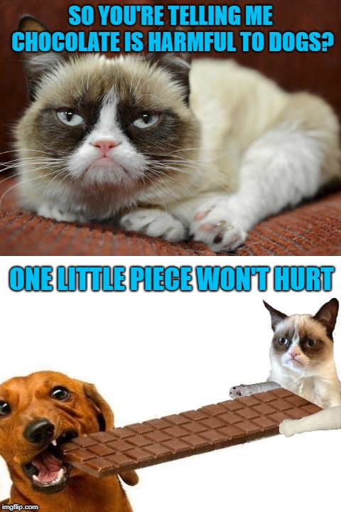 Sharing is caring | SO YOU'RE TELLING ME CHOCOLATE IS HARMFUL TO DOGS? ONE LITTLE PIECE WON'T HURT | image tagged in funny memes,cats,grumpy cat,chocolate,candy,dog | made w/ Imgflip meme maker