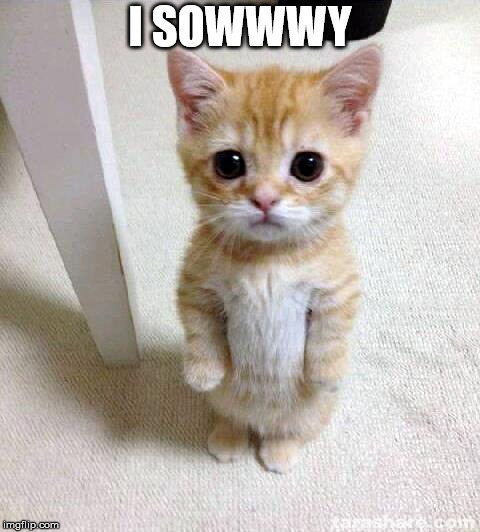 Cute Cat Meme | I SOWWWY | image tagged in memes,cute cat | made w/ Imgflip meme maker