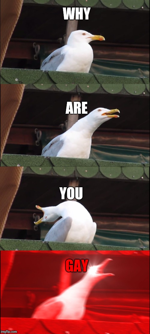 Inhaling Seagull | WHY; ARE; YOU; GAY | image tagged in memes,inhaling seagull | made w/ Imgflip meme maker