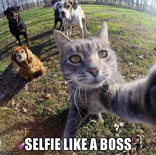 Good Boys | SELFIE LIKE A BOSS | image tagged in memes,funny,like a boss,selfie cat,selfie dogs,photobomb | made w/ Imgflip meme maker