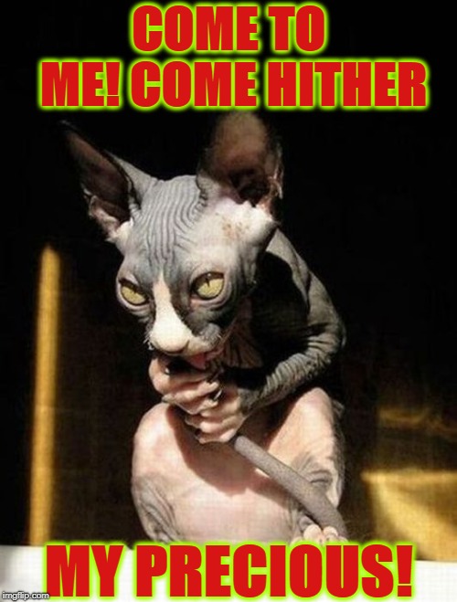 COME TO ME! COME HITHER; MY PRECIOUS! | image tagged in come hither | made w/ Imgflip meme maker