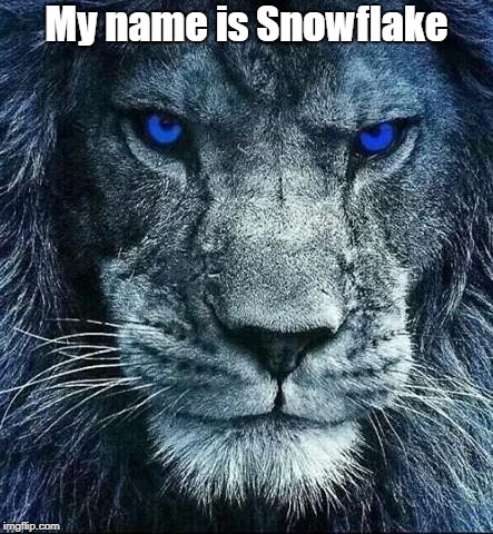 detroit lions | My name is Snowflake | made w/ Imgflip meme maker