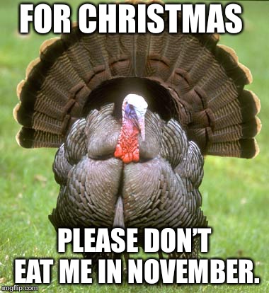 Turkey | FOR CHRISTMAS; PLEASE DON’T EAT ME IN NOVEMBER. | image tagged in memes,turkey | made w/ Imgflip meme maker