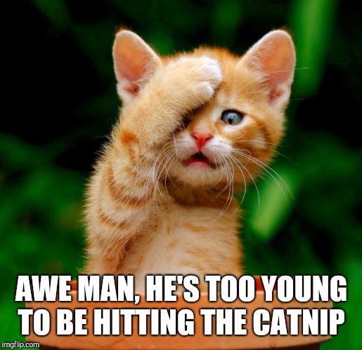 AWE MAN, HE'S TOO YOUNG TO BE HITTING THE CATNIP | made w/ Imgflip meme maker