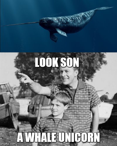 LOOK SON A WHALE UNICORN | made w/ Imgflip meme maker
