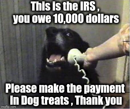 Yes this is dog | This is the IRS , you owe 10,000 dollars Please make the payment in Dog treats , Thank you | image tagged in yes this is dog | made w/ Imgflip meme maker