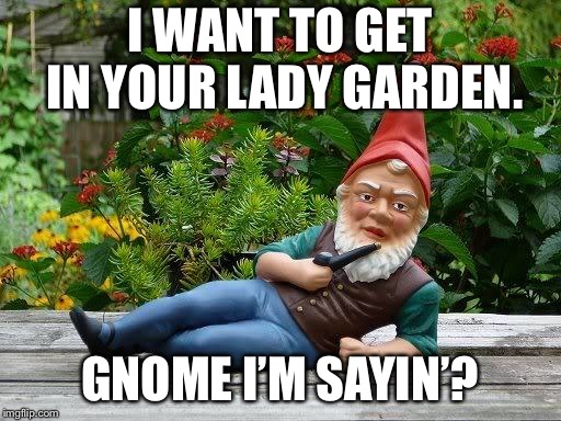 Thief gnome | I WANT TO GET IN YOUR LADY GARDEN. GNOME I’M SAYIN’? | image tagged in gnome,funny,laugh | made w/ Imgflip meme maker
