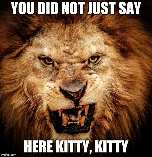 Fierce Lion | YOU DID NOT JUST SAY; HERE KITTY, KITTY | image tagged in fierce lion | made w/ Imgflip meme maker