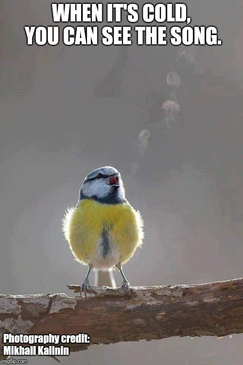 WHEN IT'S COLD, YOU CAN SEE THE SONG. Photography credit:     
 Mikhail Kalinin | image tagged in songs,singing,cold,appreciation | made w/ Imgflip meme maker