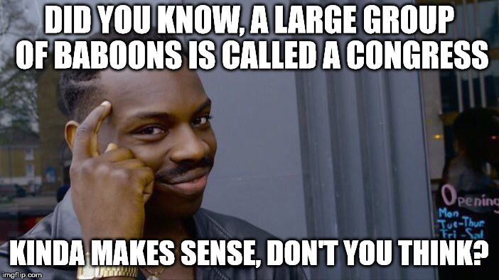Roll Safe Think About It Meme | DID YOU KNOW, A LARGE GROUP OF BABOONS IS CALLED A CONGRESS; KINDA MAKES SENSE, DON'T YOU THINK? | image tagged in memes,roll safe think about it | made w/ Imgflip meme maker