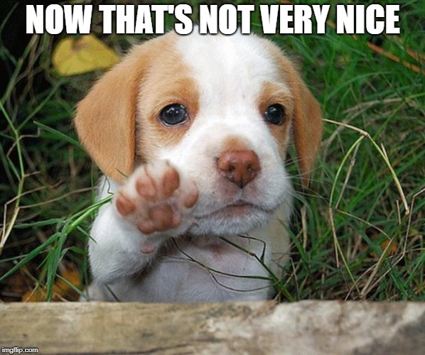 dog puppy bye | NOW THAT'S NOT VERY NICE | image tagged in dog puppy bye | made w/ Imgflip meme maker