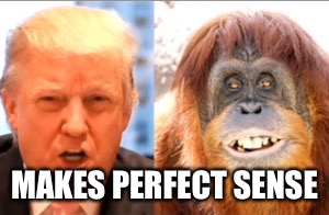 Donald trump is an orangutan | MAKES PERFECT SENSE | image tagged in donald trump is an orangutan | made w/ Imgflip meme maker