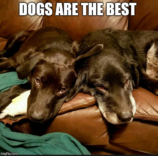 DOGS ARE THE BEST | made w/ Imgflip meme maker
