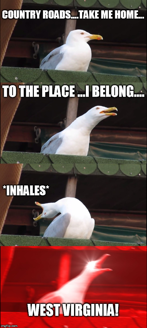Inhaling Seagull | COUNTRY ROADS....TAKE ME HOME... TO THE PLACE ...I BELONG.... *INHALES*; WEST VIRGINIA! | image tagged in memes,inhaling seagull | made w/ Imgflip meme maker