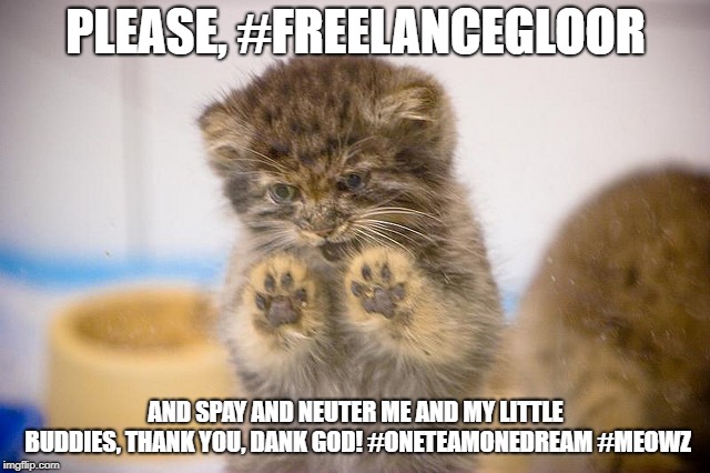 PLEASE, #FREELANCEGLOOR; AND SPAY AND NEUTER ME AND MY LITTLE BUDDIES, THANK YOU, DANK GOD! #ONETEAMONEDREAM #MEOWZ | image tagged in please #freelancegloor #oneteamonedream | made w/ Imgflip meme maker