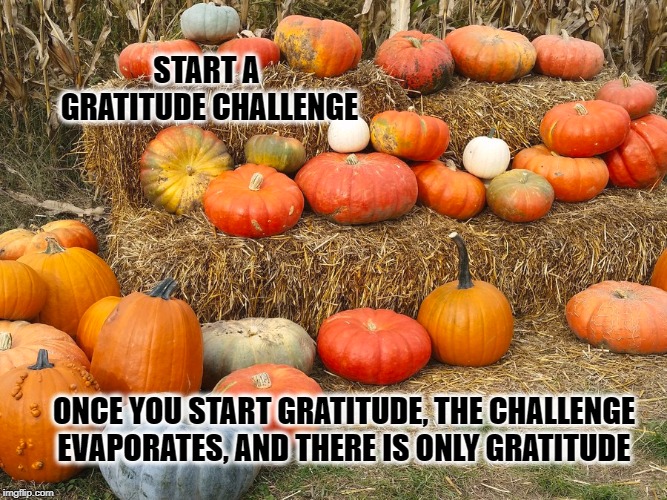 START A GRATITUDE CHALLENGE; ONCE YOU START GRATITUDE, THE CHALLENGE EVAPORATES, AND THERE IS ONLY GRATITUDE | image tagged in gratitude,grateful,pumpkins,pumpkin spice,pumpkin patch,happy | made w/ Imgflip meme maker