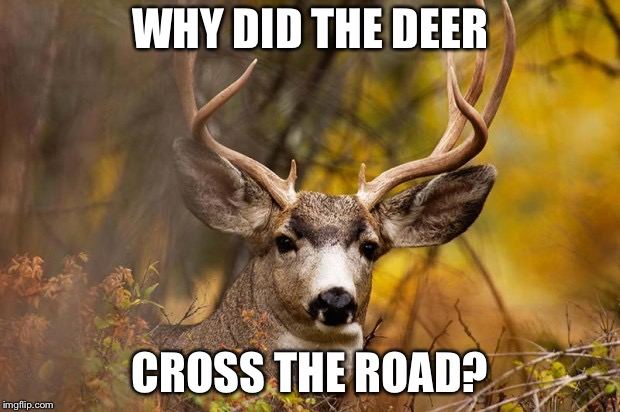 deer meme | WHY DID THE DEER CROSS THE ROAD? | image tagged in deer meme | made w/ Imgflip meme maker