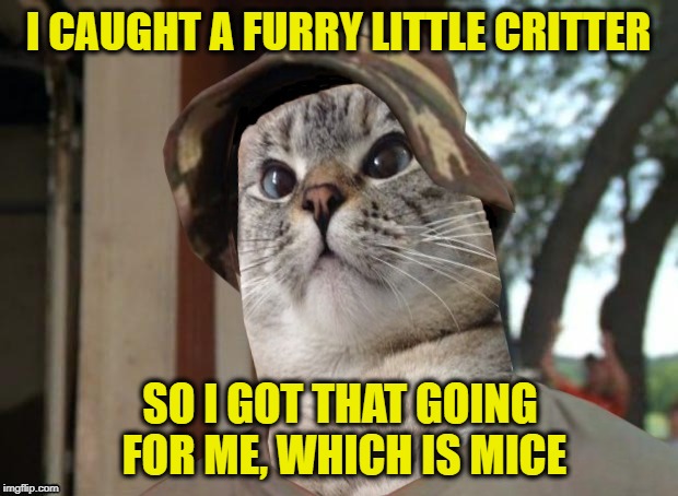 Got that going for me | I CAUGHT A FURRY LITTLE CRITTER; SO I GOT THAT GOING FOR ME, WHICH IS MICE | image tagged in funny memes,cat,caddyshack,so i got that goin for me which is nice,bill murry,cats | made w/ Imgflip meme maker