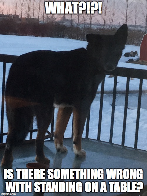 WHAT?!?! IS THERE SOMETHING WRONG WITH STANDING ON A TABLE? | image tagged in dog | made w/ Imgflip meme maker