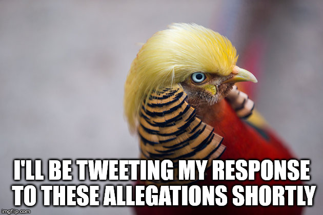 Trump Bird | I'LL BE TWEETING MY RESPONSE TO THESE ALLEGATIONS SHORTLY | image tagged in trump bird | made w/ Imgflip meme maker