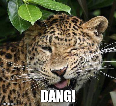 Big Cat Wink | DANG! | image tagged in big cat wink | made w/ Imgflip meme maker