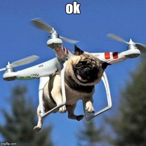 Flying Pug | ok | image tagged in flying pug | made w/ Imgflip meme maker