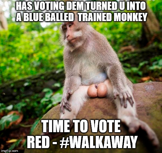 HAS VOTING DEM TURNED U INTO A BLUE BALLED  TRAINED MONKEY; TIME TO VOTE RED - #WALKAWAY | made w/ Imgflip meme maker