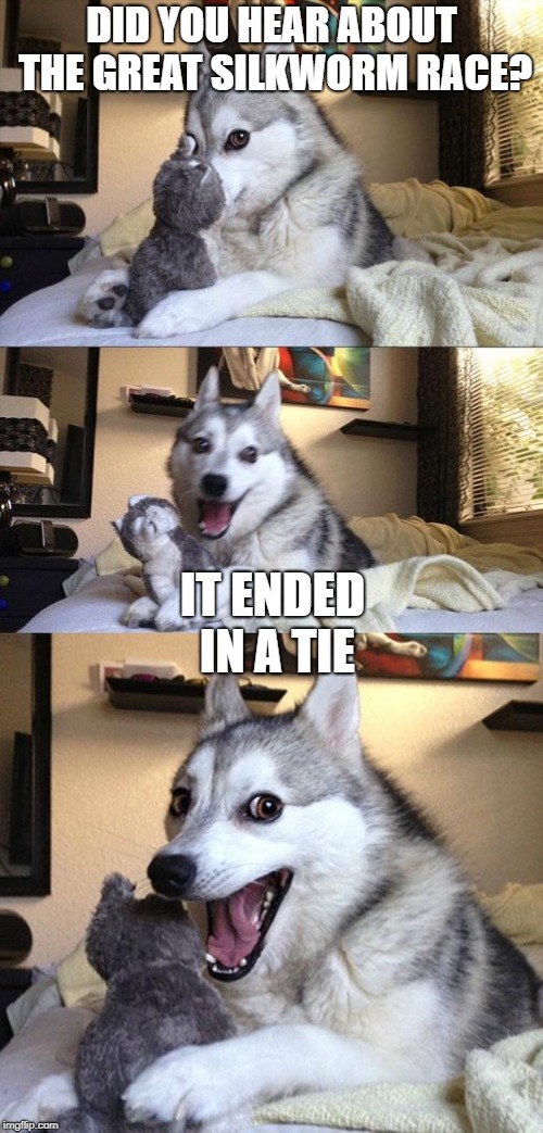 Bad Joke Dog | DID YOU HEAR ABOUT THE GREAT SILKWORM RACE? IT ENDED IN A TIE | image tagged in bad joke dog | made w/ Imgflip meme maker