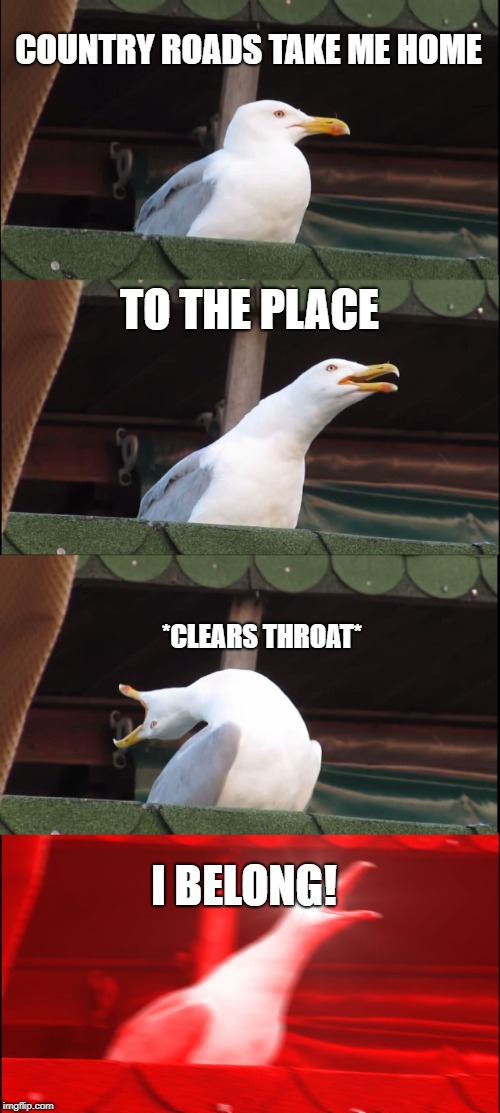 Inhaling Seagull Meme |  COUNTRY ROADS TAKE ME HOME; TO THE PLACE; *CLEARS THROAT*; I BELONG! | image tagged in memes,inhaling seagull | made w/ Imgflip meme maker