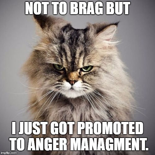 Typical monday | NOT TO BRAG BUT; I JUST GOT PROMOTED TO ANGER MANAGMENT. | image tagged in angry,monday,management,brag,random,grumpy cat | made w/ Imgflip meme maker
