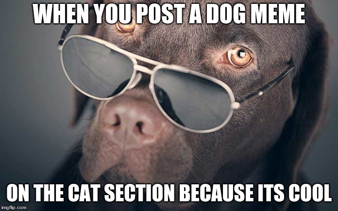 Cool dogs | WHEN YOU POST A DOG MEME; ON THE CAT SECTION BECAUSE ITS COOL | image tagged in cool | made w/ Imgflip meme maker