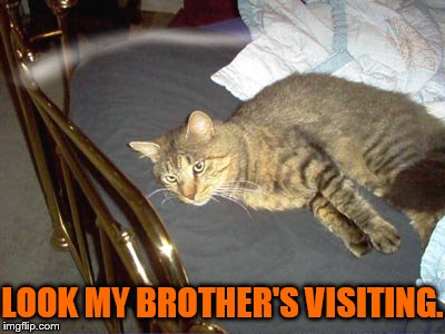 When The Dead Come Back | LOOK MY BROTHER'S VISITING. | image tagged in memes,cat,brother,ghost,visit,halloween | made w/ Imgflip meme maker