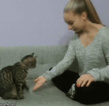 Yeah I can do it. Happy International Cat's Day.  | image tagged in gifs,international cat's day,cats,cat,craziness_all_the_way,google images | made w/ Imgflip video-to-gif maker