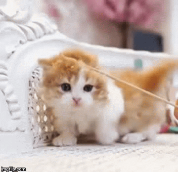 Happy International Cat's Day.. Give me some love  | image tagged in gifs,cats,international cat's day,google images,kittens,craziness_all_the_way | made w/ Imgflip video-to-gif maker