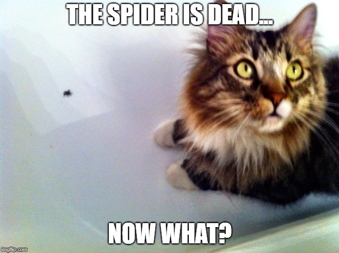 THE SPIDER IS DEAD... NOW WHAT? | made w/ Imgflip meme maker