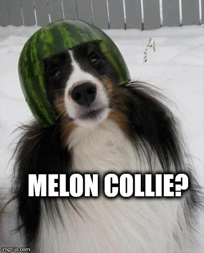 Feeling a little... | MELON COLLIE? | image tagged in frontpage | made w/ Imgflip meme maker