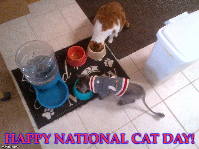 HAPPY NATIONAL CAT DAY! | image tagged in cats | made w/ Imgflip meme maker