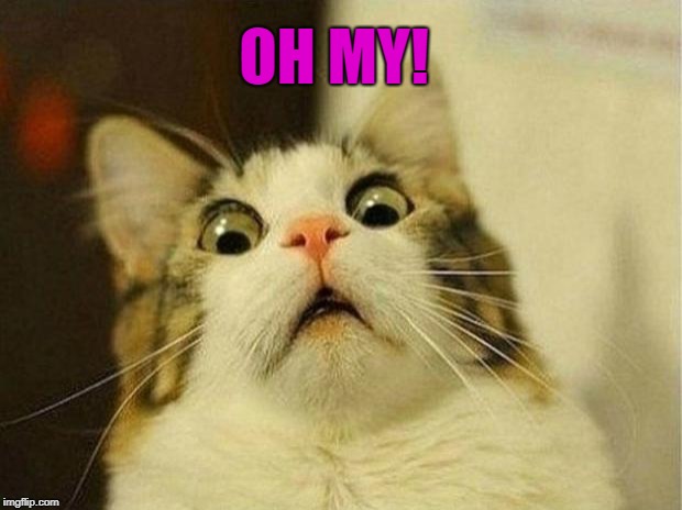 Scared Cat Meme | OH MY! | image tagged in memes,scared cat | made w/ Imgflip meme maker