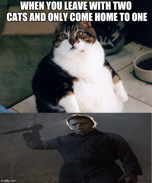 fat cat | WHEN YOU LEAVE WITH TWO CATS AND ONLY COME HOME TO ONE | image tagged in fat cat | made w/ Imgflip meme maker