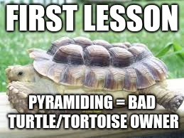 Starting this series for every single monday don't worry these are simple ones | FIRST LESSON; PYRAMIDING = BAD TURTLE/TORTOISE OWNER | image tagged in memes,pyramids,tortoise,lesson | made w/ Imgflip meme maker