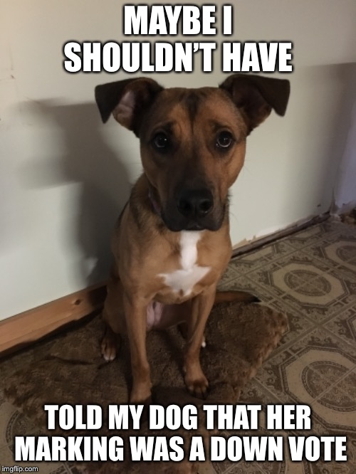 MAYBE I SHOULDN’T HAVE; TOLD MY DOG THAT HER MARKING WAS A DOWN VOTE | image tagged in dog | made w/ Imgflip meme maker