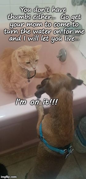 No Thumbs... | You don't have thumbs either...  Go get your mom to come to turn the water on for me and I will let you live... I'm on it!!! | image tagged in no thumbs,water,mom,dog,cat | made w/ Imgflip meme maker
