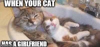 WHEN YOUR CAT; HAS A GIRLFRIEND | image tagged in whenyourcathasagf | made w/ Imgflip meme maker