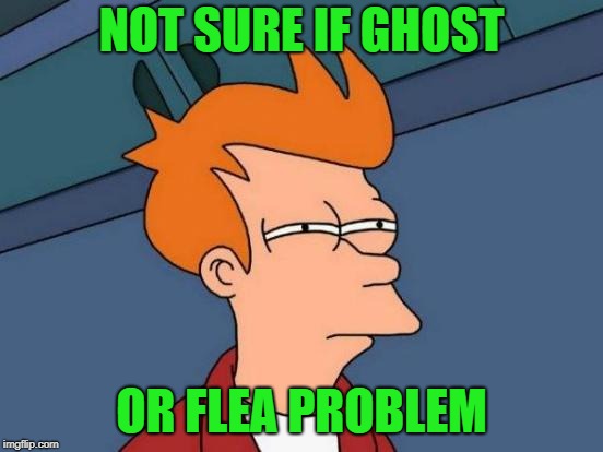 Futurama Fry Meme | NOT SURE IF GHOST OR FLEA PROBLEM | image tagged in memes,futurama fry | made w/ Imgflip meme maker