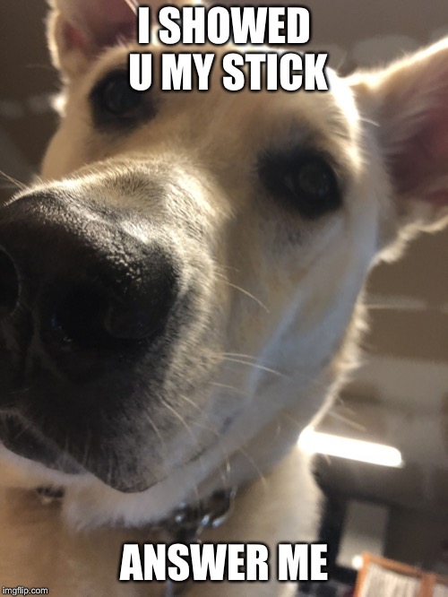 I SHOWED U MY STICK; ANSWER ME | image tagged in i showed you my stick | made w/ Imgflip meme maker